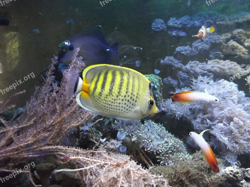 Fish Aquarium Animal Butterfly Fish Sea