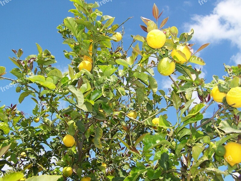 Lemon Lemon Tree Fruit Mediterranean Citrus Fruits