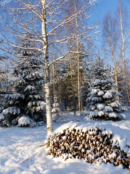 Winter Landscape Forest Tree Wood Snow