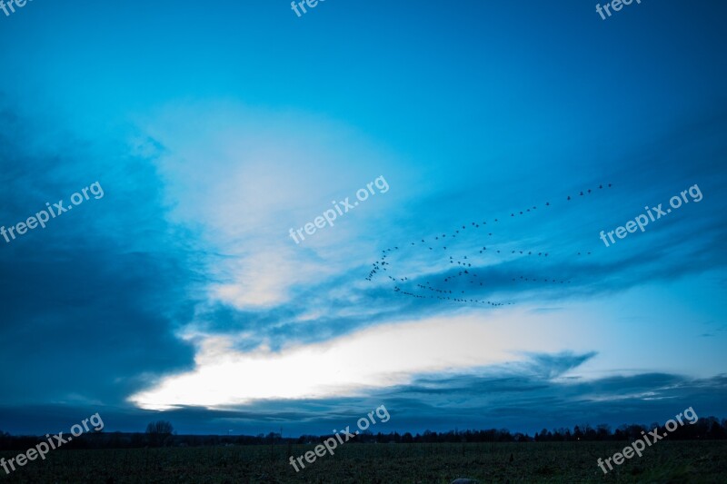 Evening Blue Sky Migratory Birds Blue Hour