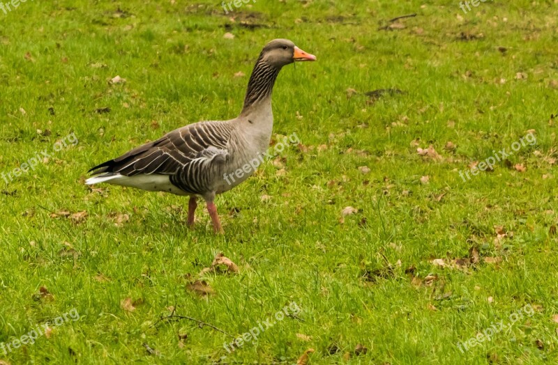 Wild Goose Meadow Green Bird Nature