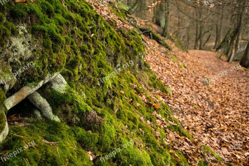 Forest Away Leaves Moss Nature