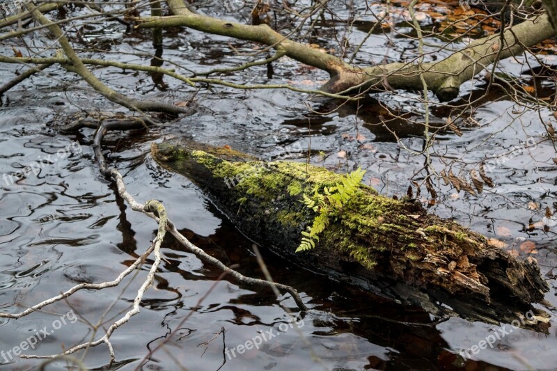 Tree Water Fern Lake Nature