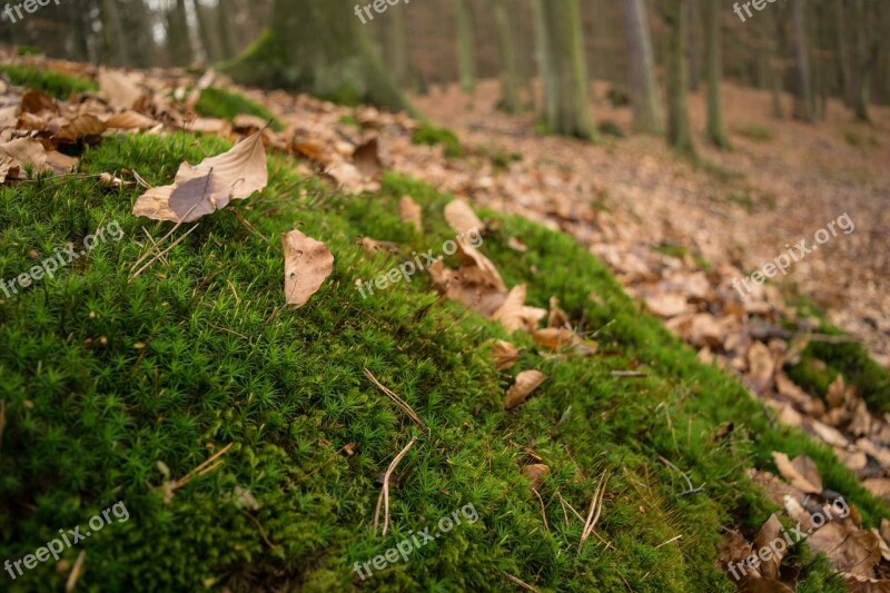 Moss Forest Leaves Green Nature