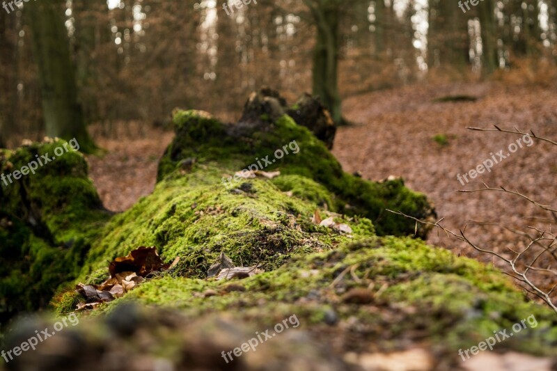 Of Fallen Tree Leaves Forest Autumn Nature