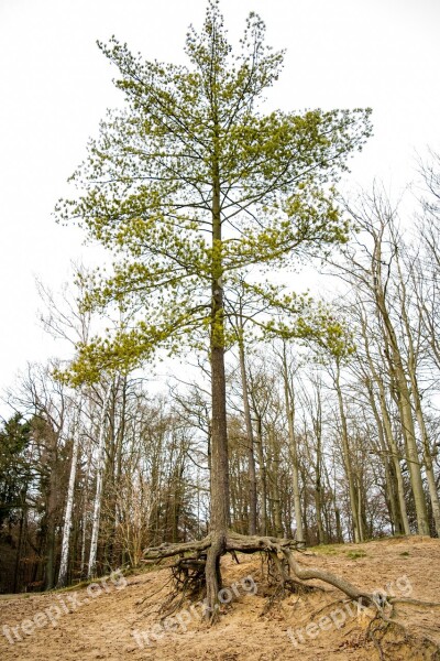 Tree Forest Root Nature Landscape