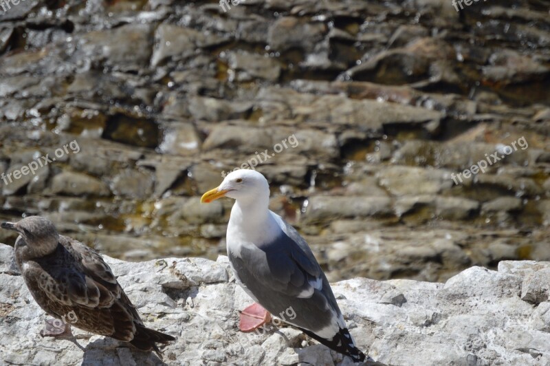 Seagull Rocks Gull Bird Free Photos