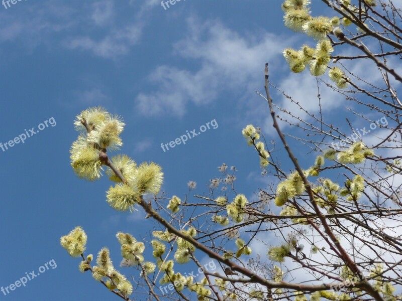 Spring Germersheim Sigurd Röber Plant Signs Of Spring