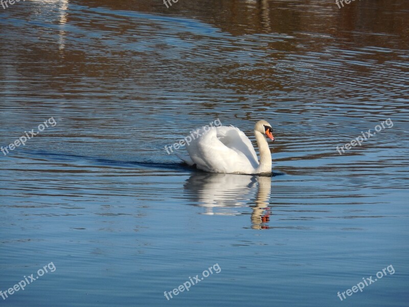 Swan Elegance Lake Free Photos