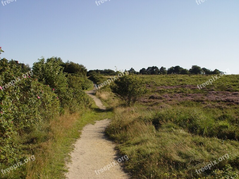 Path Heathland Sylt Landscape Free Photos