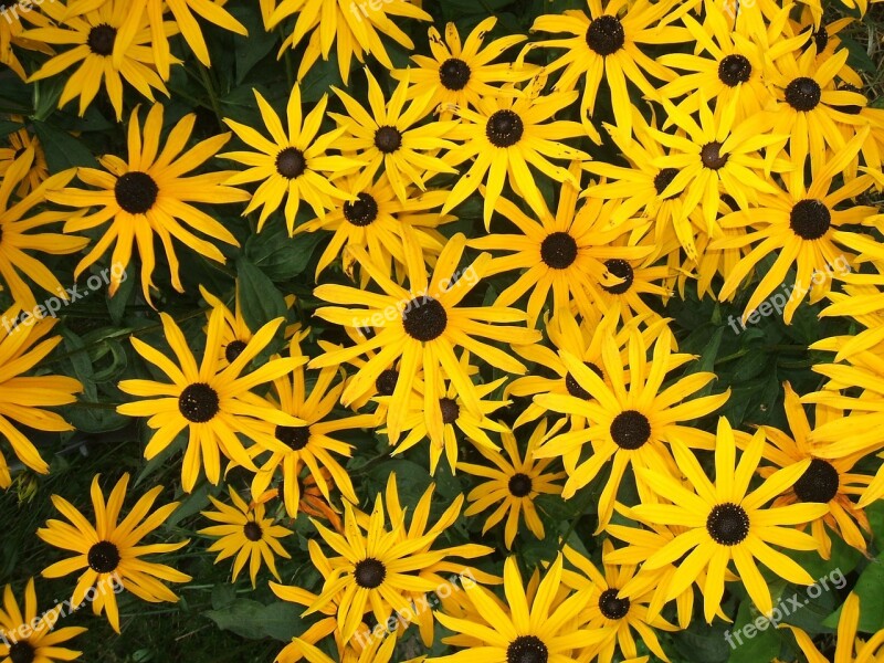 Flowers Yellow Garden Flower Rudbekie