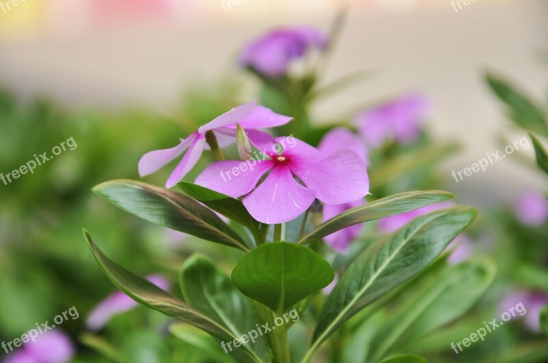 Flower Plant Close-up Material Free Photos