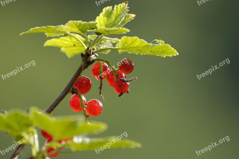 Garden Jagoda Plant Currant Summer