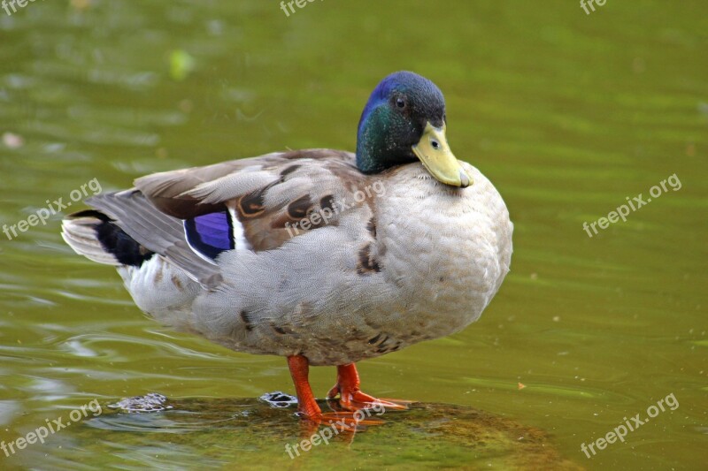 Duck Water Bird Bird Water Animal World