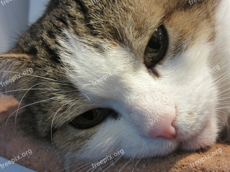 Cat Face Animal Portrait Cat's Eyes Fur Whiskers