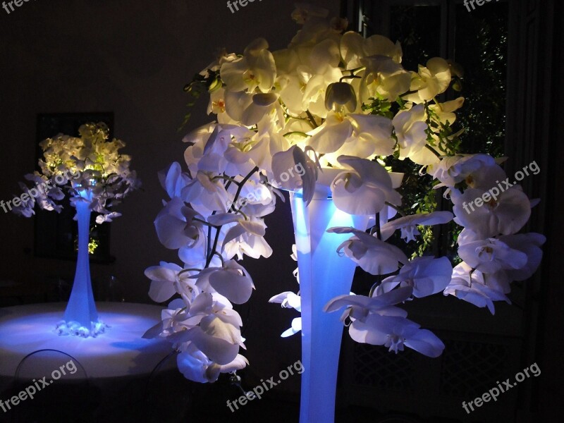 Lamp Orchidaceae Centerpiece Light Free Photos