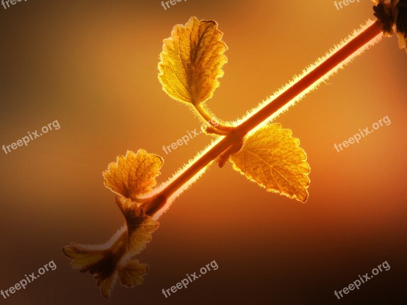 Branch Plant Young Drove Lighting Blackberry