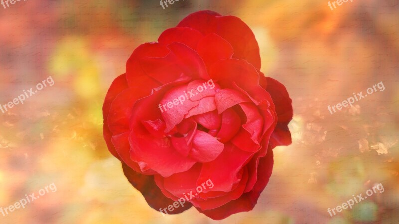 Rose Flower Red Plant Greeting Card