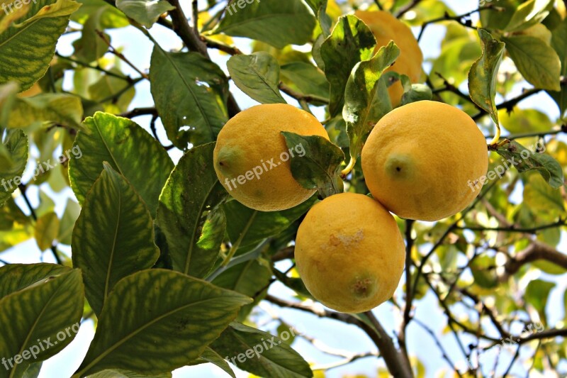 Lime Lemon Fruit Mediterranean Fruit Fruit Tree