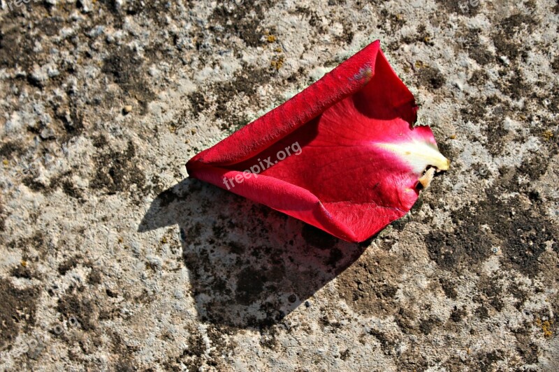 Petal Red Rosa Flower Still Life