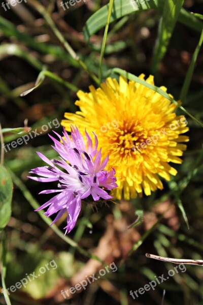 Wild Flowers Mediterranean Countryside Wild Macro Beauty