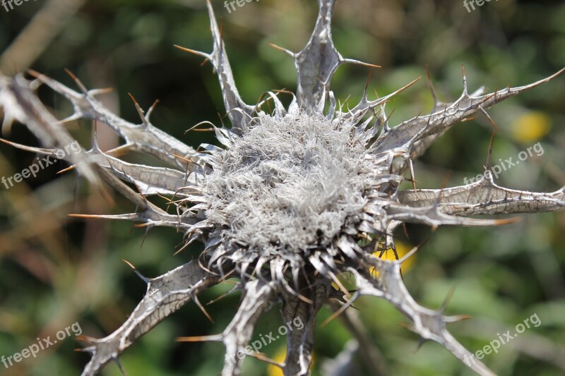 Thistle Macro Wild Nature Pistils