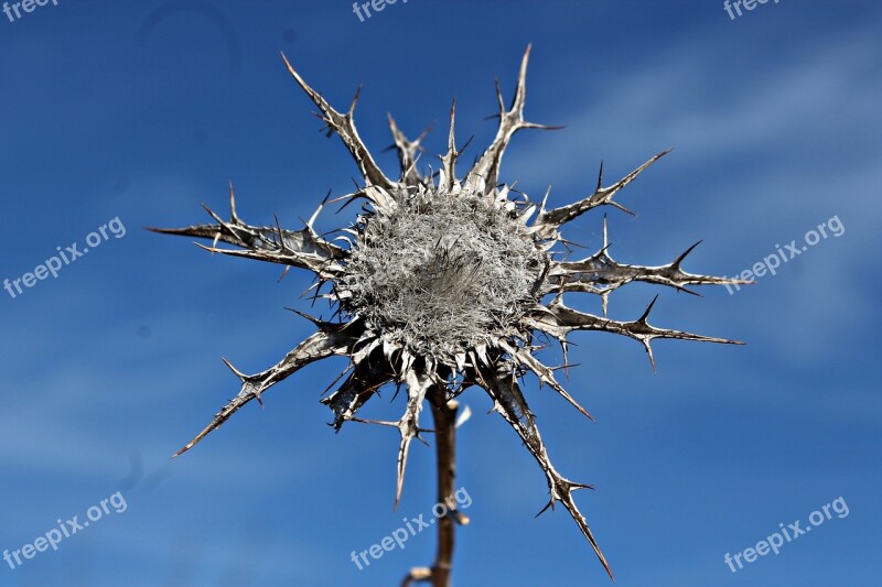 Thistle Herbaceous Dry Thistle Macro Sunset