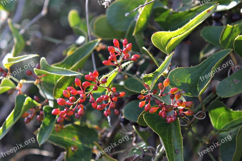 Shrub Mediterranean Mountain Wild Aladierno