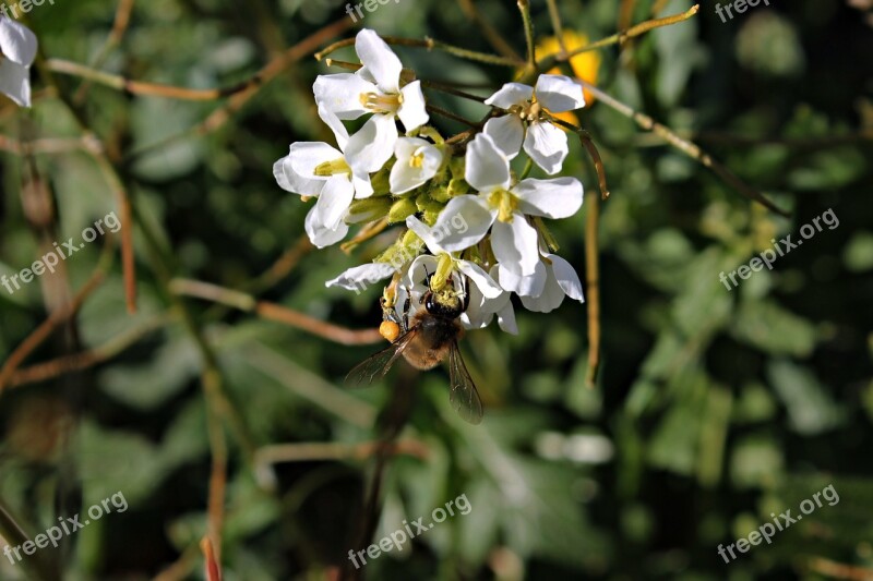 Bee Nectar Flower Pollen Macro