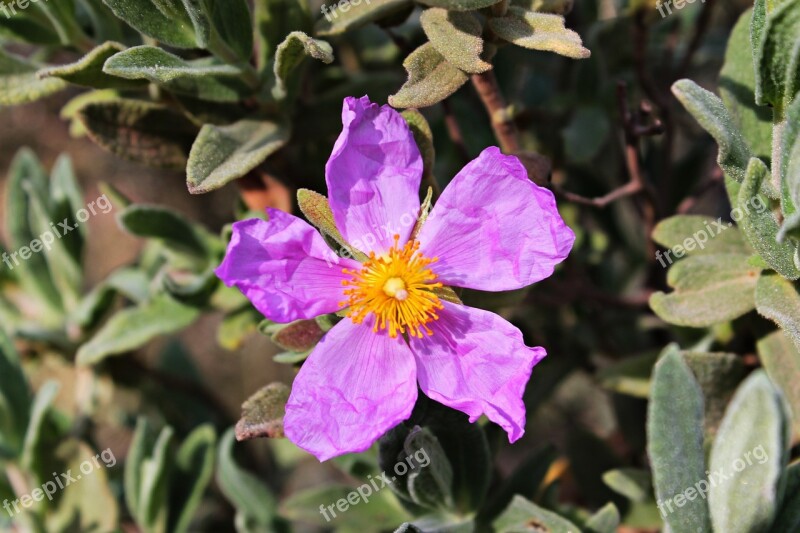 Wild Flower Pistils Beauty Amagante Shrub