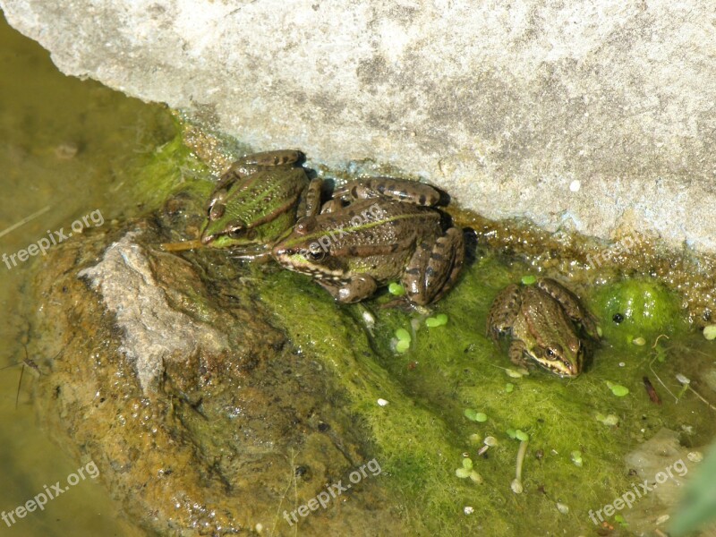 Jumpers Pelophylax Pond Algae Frog