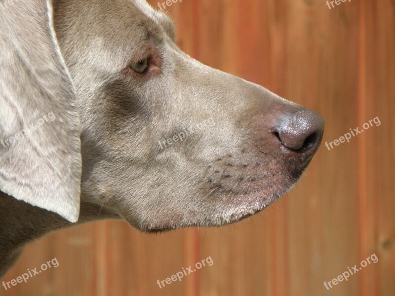 Dog Snout Portrait Head Weimaraner