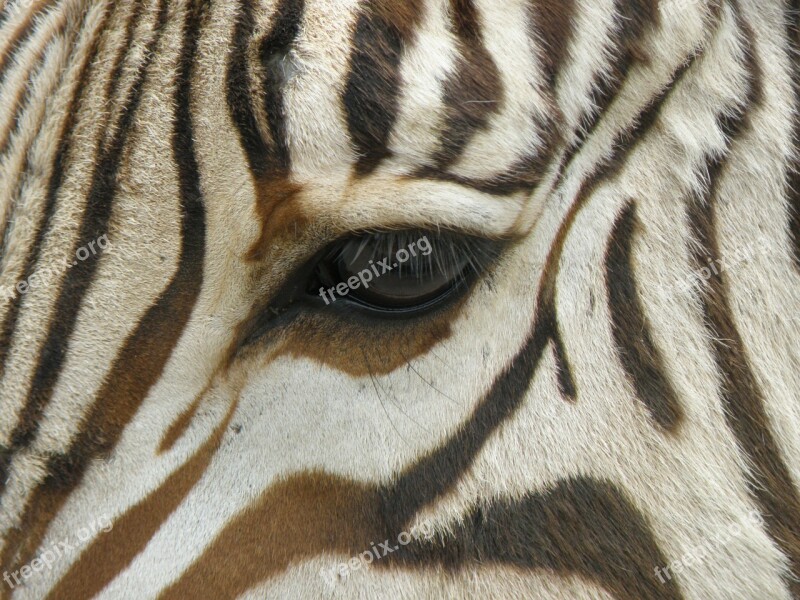 Zebra Eye Stripes Detail Free Photos