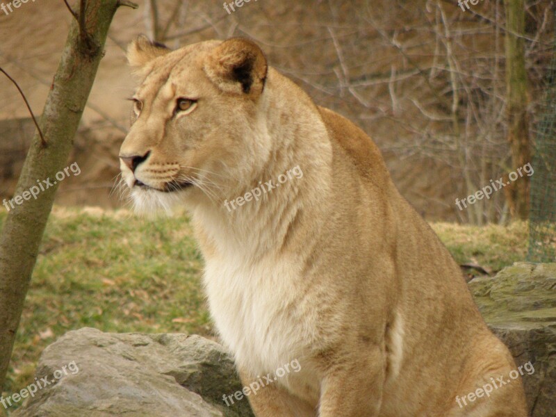 Lioness Zoo Portrait Beast Head