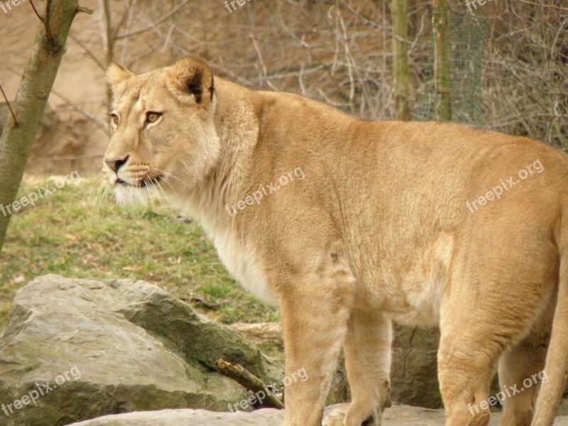 Lioness Zoo Beast Stones Cat