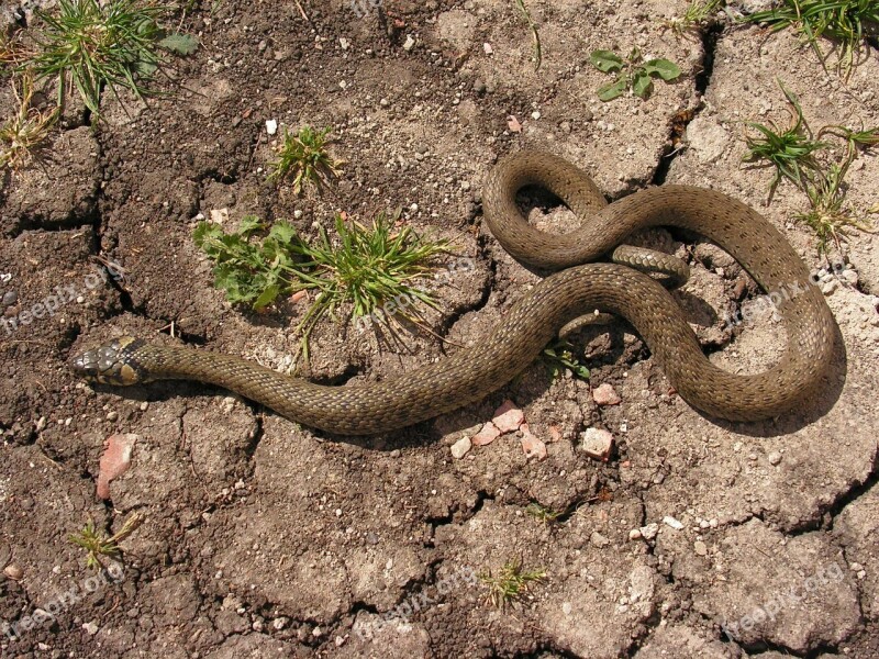 Snake Natrix Crawl Free Photos