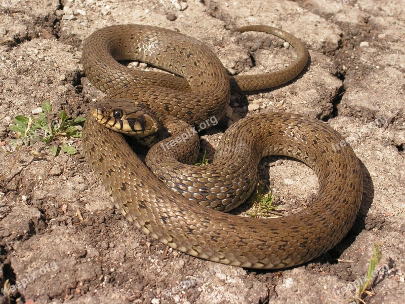 Snake Natrix Free Photos