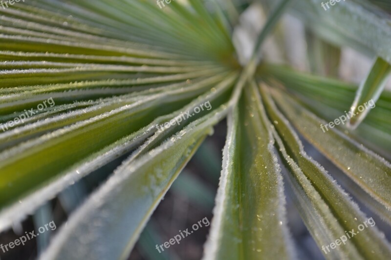 Palm Frost Winter Free Photos