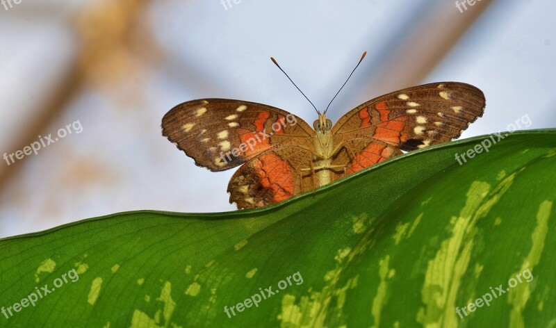 Butterfly Insect Animal Cocoon Macro