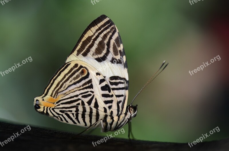 Butterfly Insect Animal Cocoon Macro