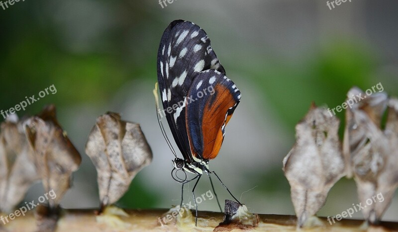 Butterfly Insect Animal Cocoon Macro