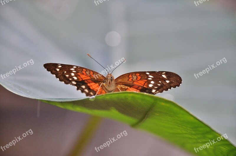 Butterfly Insect Animal Leaf Nature