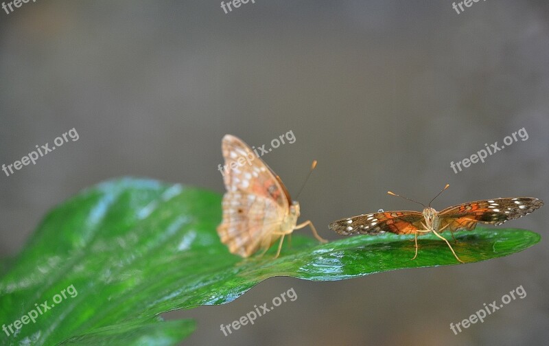 Butterfly Insect Leaf Nature Natural