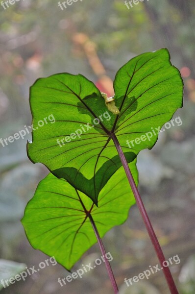 Leaf Plant Nature Green Summer