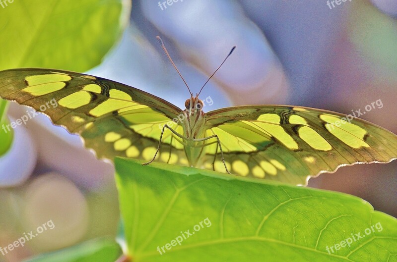 Butterfly Insect Fly Animal Green