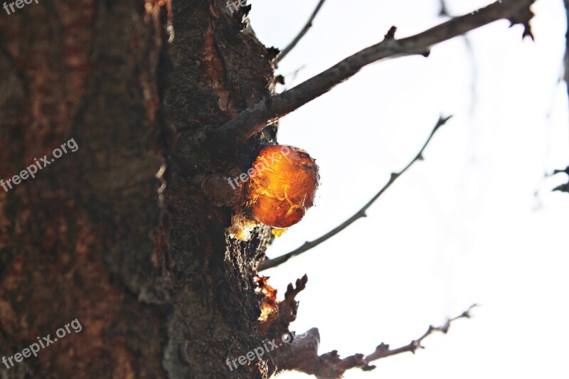 Trunk Resin Gold Transparent Nature