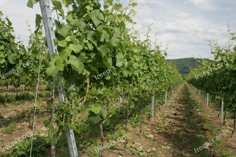 Vines Green Winegrowing Free Photos