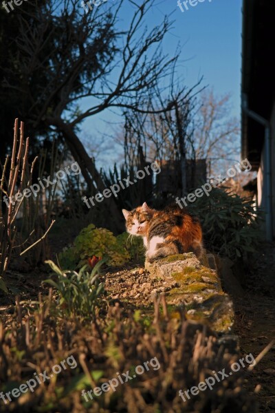 Kitten Cat Animal Tabby Rest