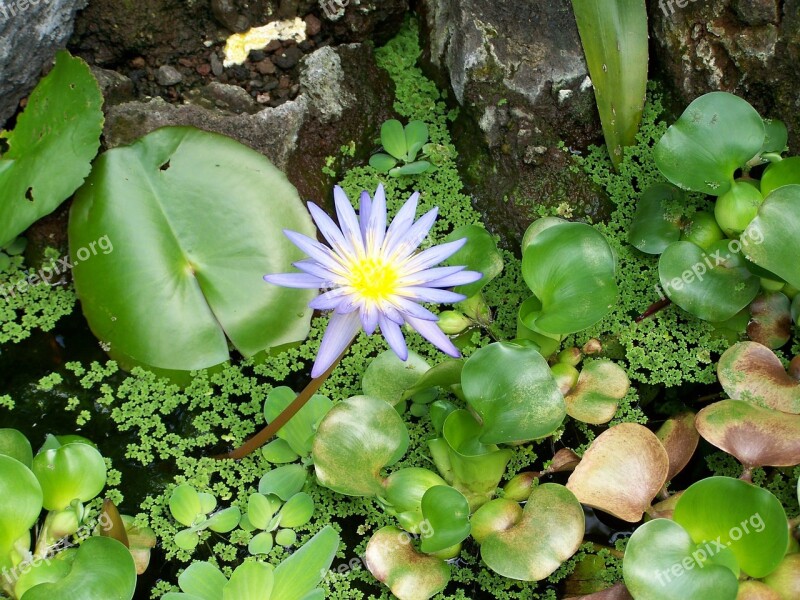 Flower Water Aquatic Plant Free Photos