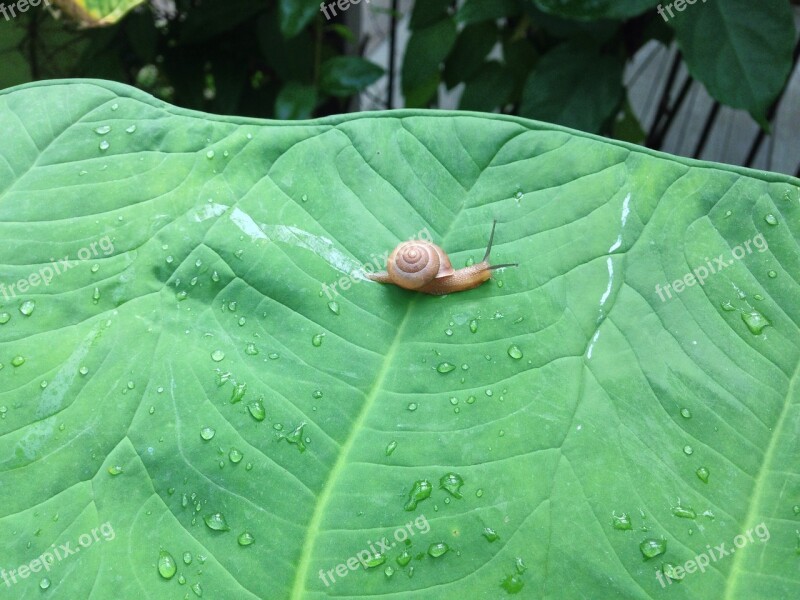 Snail Nature Cute Slow Green